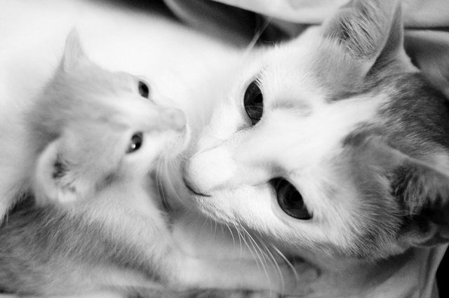 My cat - Dat Tran's blog (5)